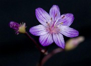 Lewisia leana - Quill-leaved Lewisia